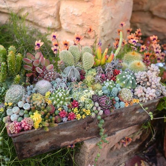 Succulent Gardens: A Perfect Summer Project