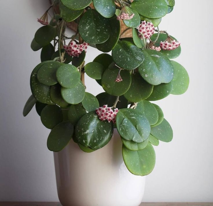 Discovering the Delightful Hoya Plant: A Guide to Care and Cultivation