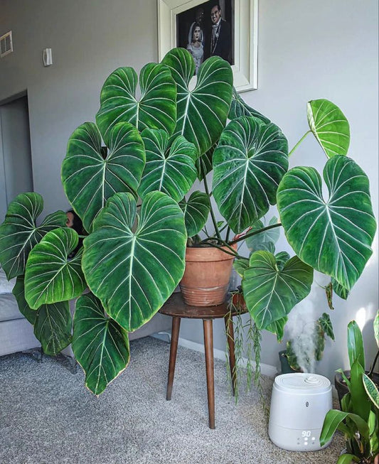 Exploring the Enchanting World of Philodendrons: A Guide to Growing and Caring for them