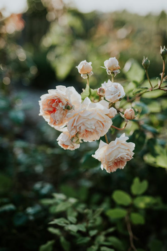 The Timeless Elegance of Garden Roses: A Complete Guide