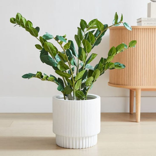 The Unbeatable ZZ Plant: A Guide to Cultivating Zamioculcas zamiifolia