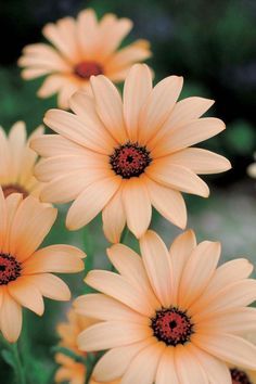 Diving into Daisies: Exploring the Symbolism and Beauty of this Cheerful Flower