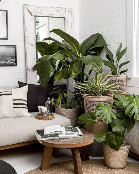 Bringing Nature Indoors: A Guide to Incorporating Plants into Interior Design