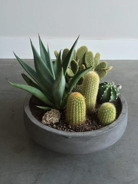 Succulent Ease and Design: Crafting Beauty with Minimal Effort