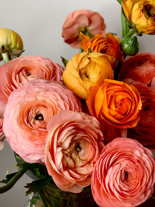 Radiant Ranunculus: Unveiling the Beauty of This Enchanting Bloom