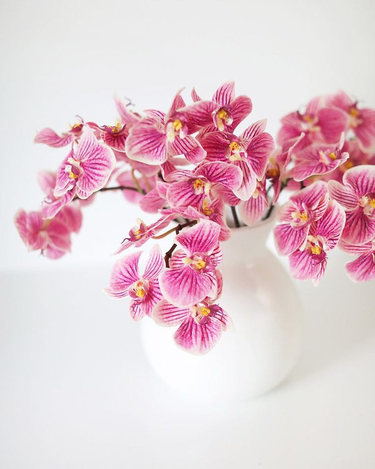 Blooms in Bloom: Embrace Spring with These Stunning Indoor Flowers