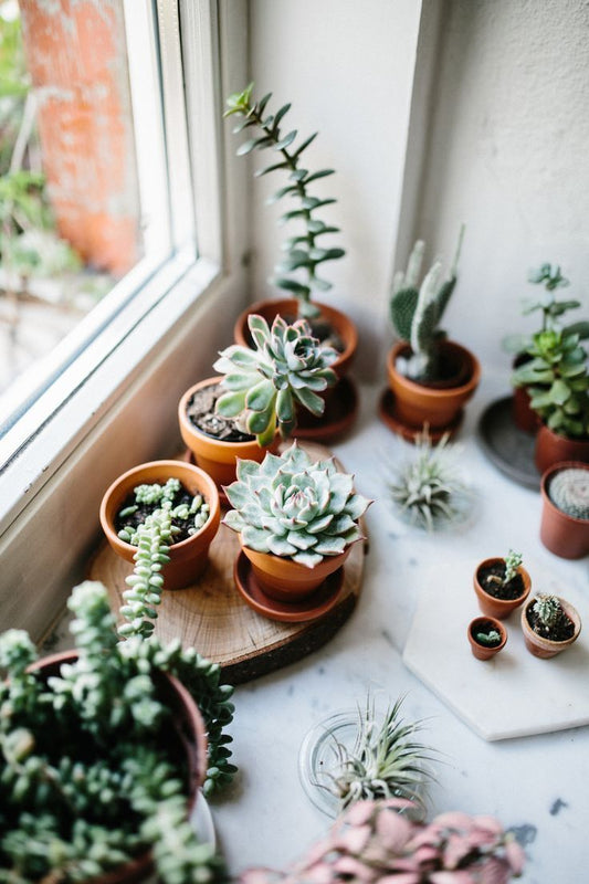 Succulent Success: Top Tips for Beginners in the World of Succulents