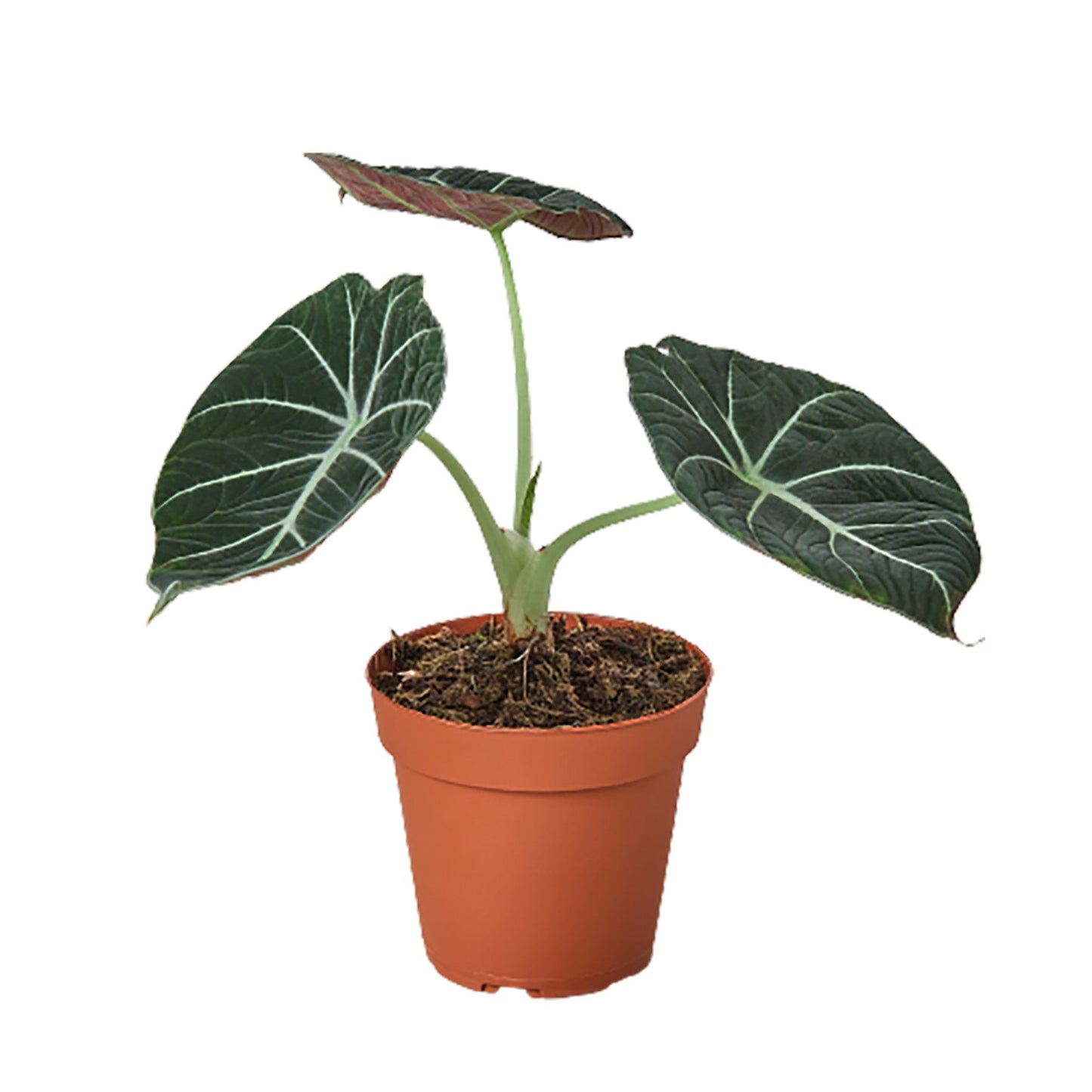 Alocasia Reginula 'Black Velvet' - 4" Pot - NURSERY POT ONLY