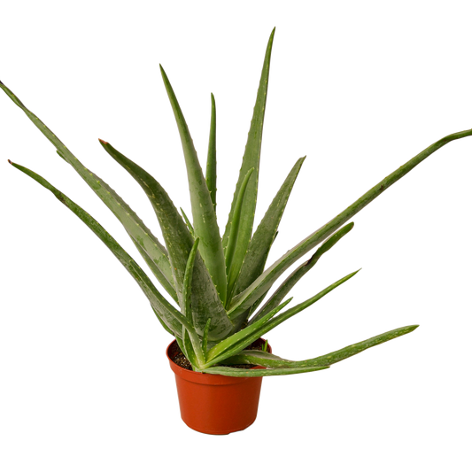 Aloe Vera - 6" Pot - NURSERY POT ONLY