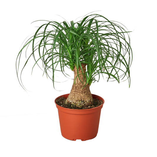 Palm Ponytail - 6" Pot - NURSERY POT ONLY