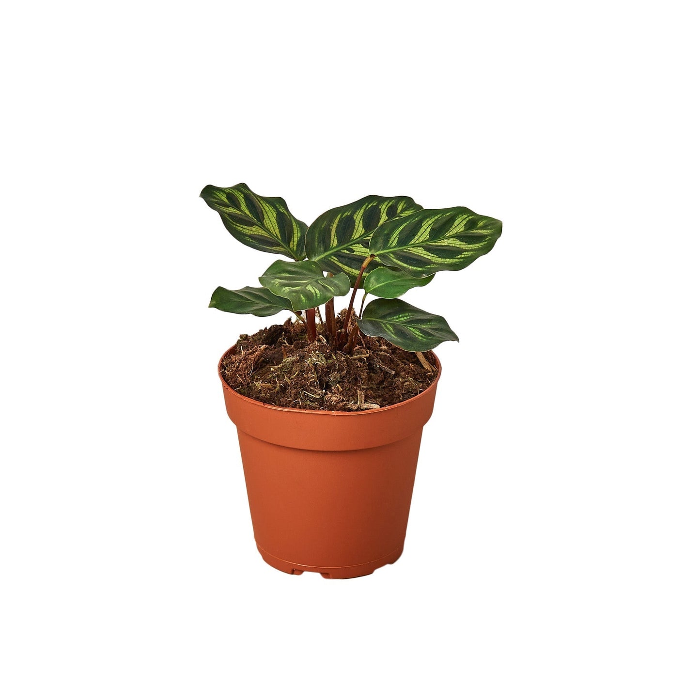 Calathea 'Makoyana' - 6" Pot - NURSERY POT ONLY