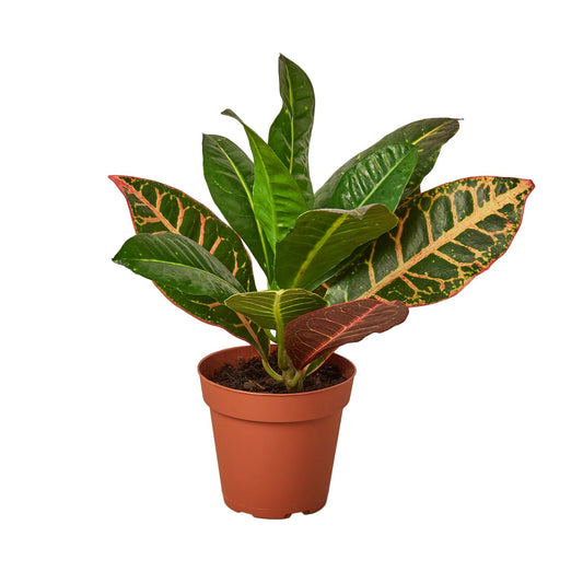 Croton Petra 'Joseph's Coat' - 4" Pot - NURSERY POT ONLY