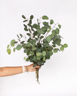 Silver Dollar Eucalyptus Bouquet