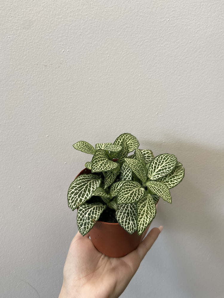 
            
                Load image into Gallery viewer, Fittonia White
            
        